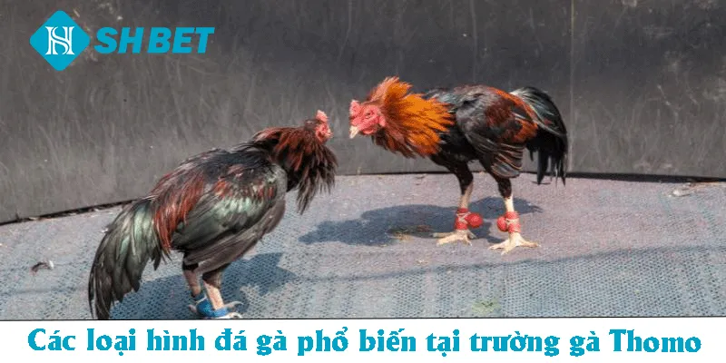 Các loại hình đá gà phổ biến tại trường gà Thomo