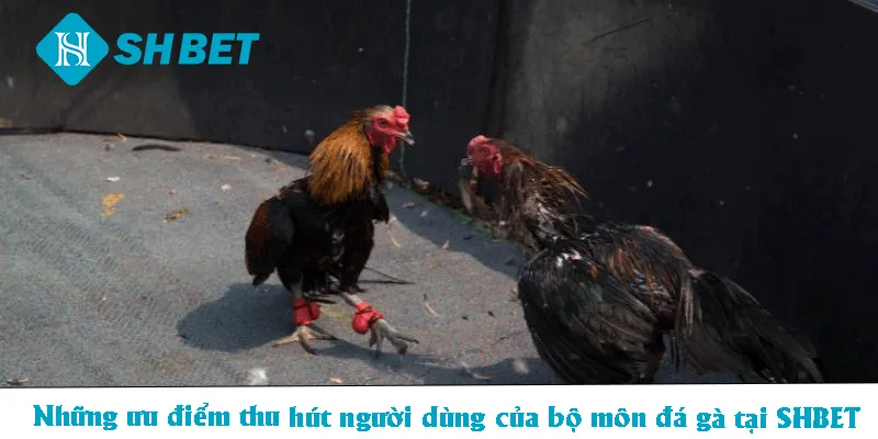 Những ưu điểm thu hút người dùng của bộ môn đá gà tại SHBET 